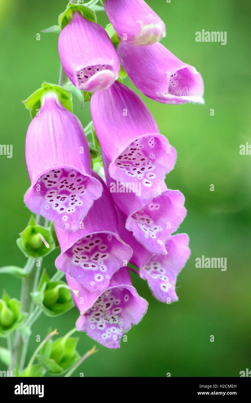 A close up photo of fox gloves displaying bright pink flowers on a bold