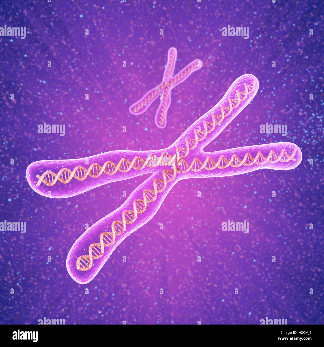 Chromosome molecule concept, Medical accurate 3D illustration Stock Photo