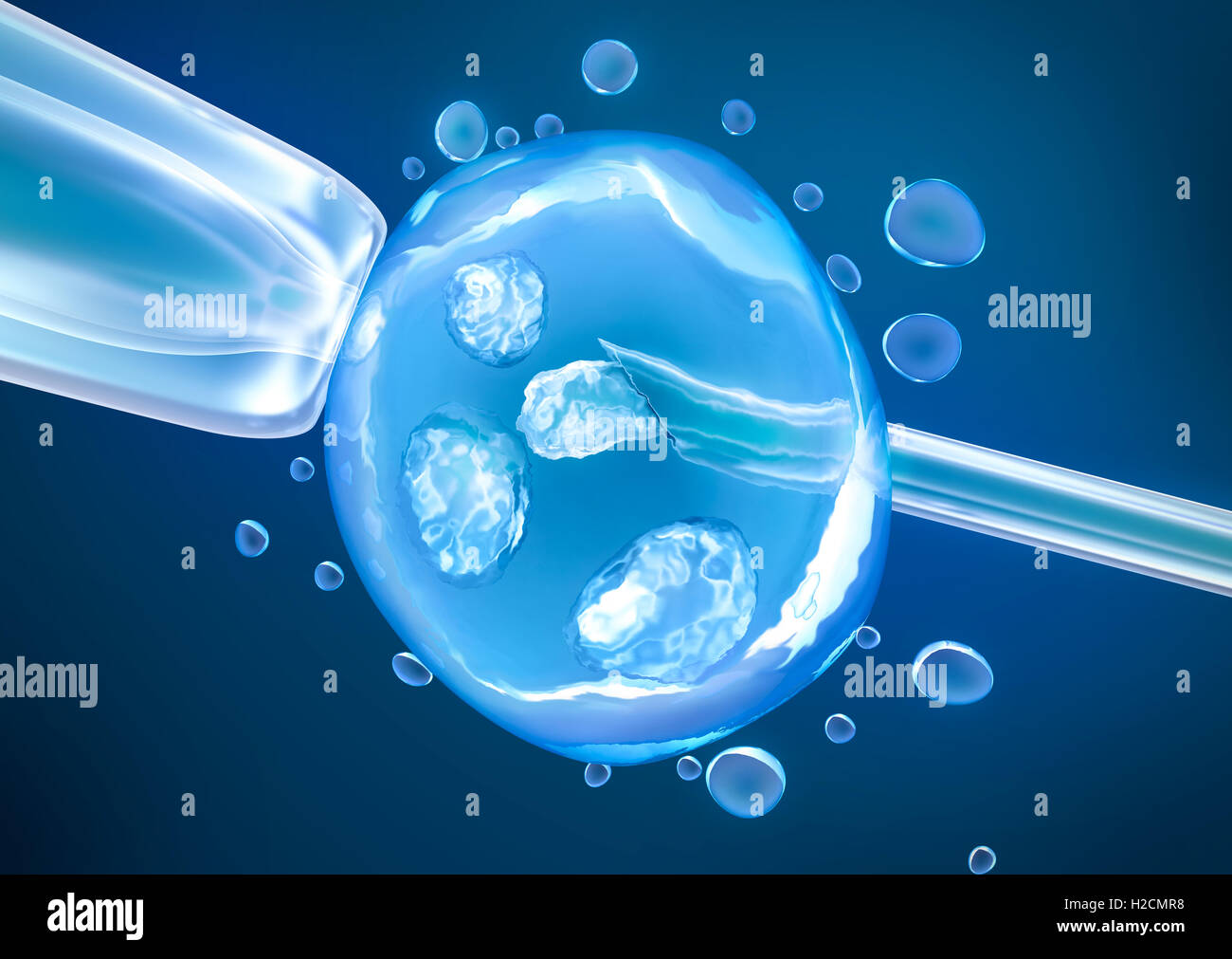 Artificial insemination process Stock Photo Alamy