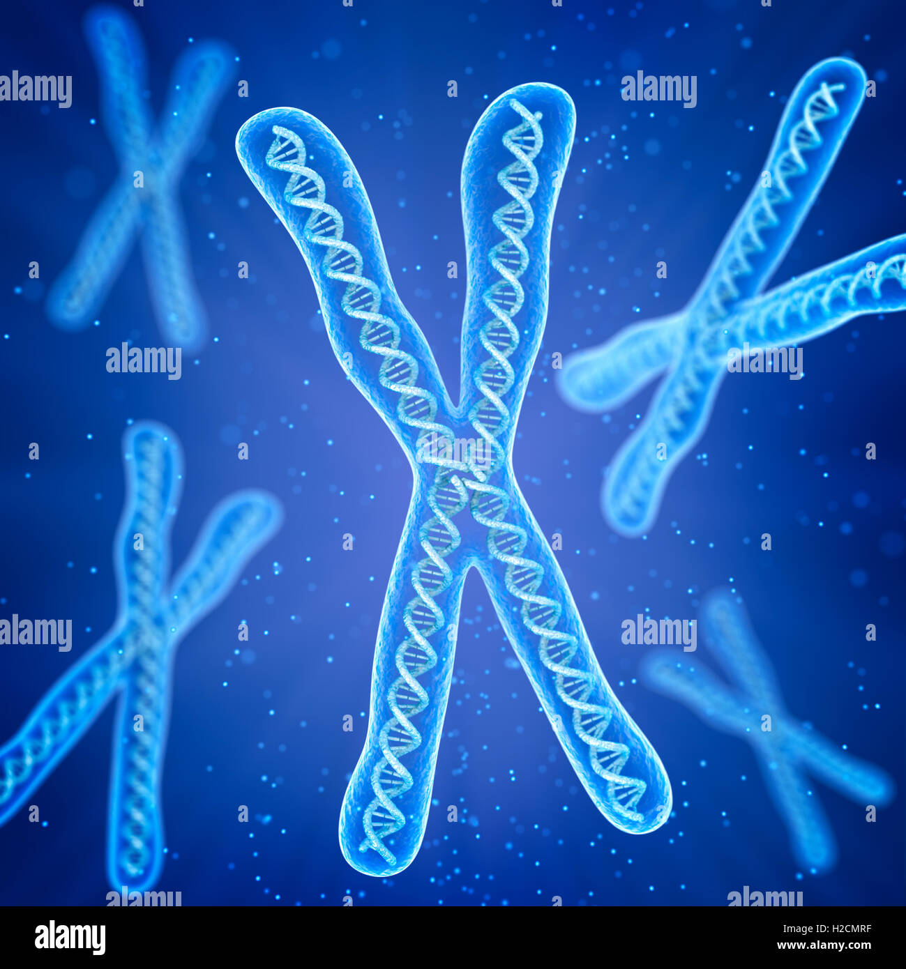 Chromosome molecule concept, Medical accurate 3D illustration Stock Photo