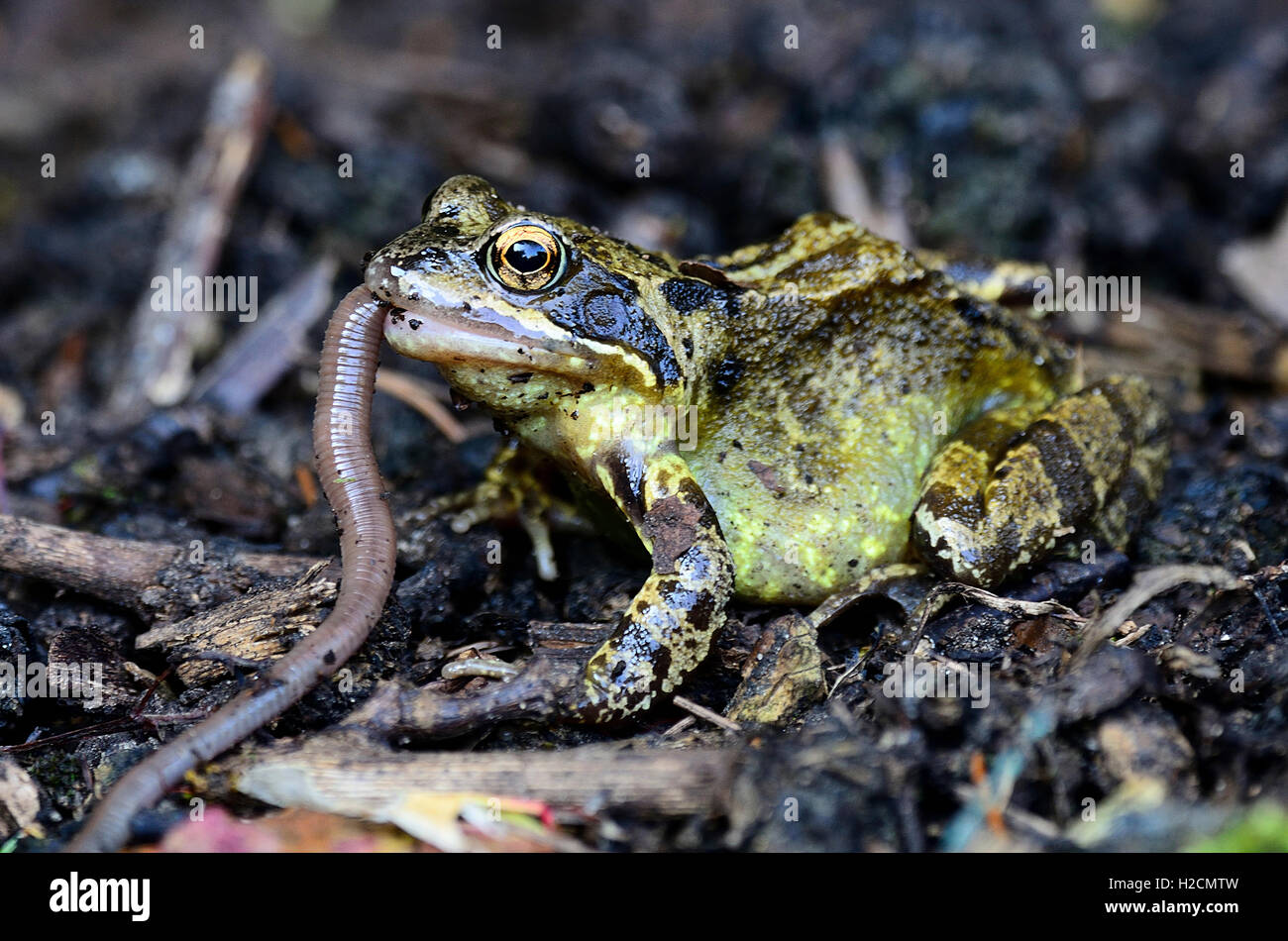 Common frog eating a worm UK Stock Photo