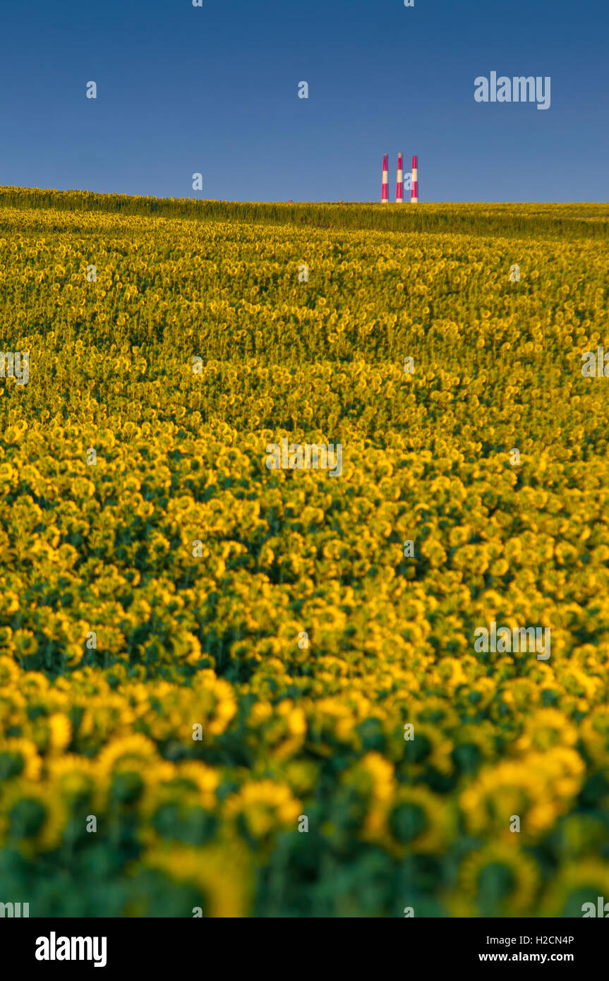 Green mustard in Orenburg Green mustard in Orenburg