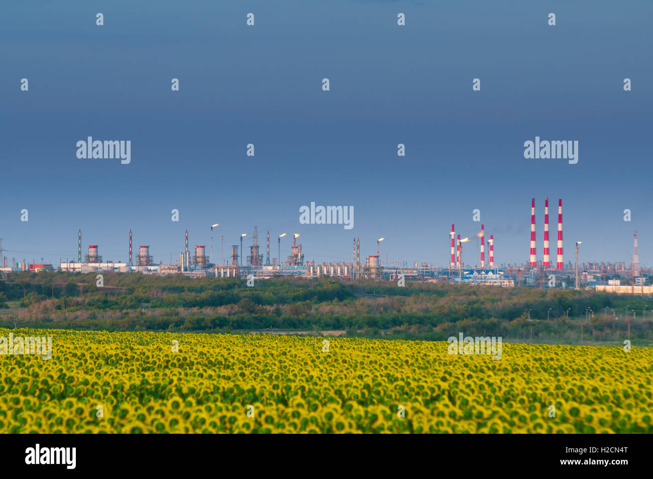Green mustard in Orenburg Green mustard in Orenburg