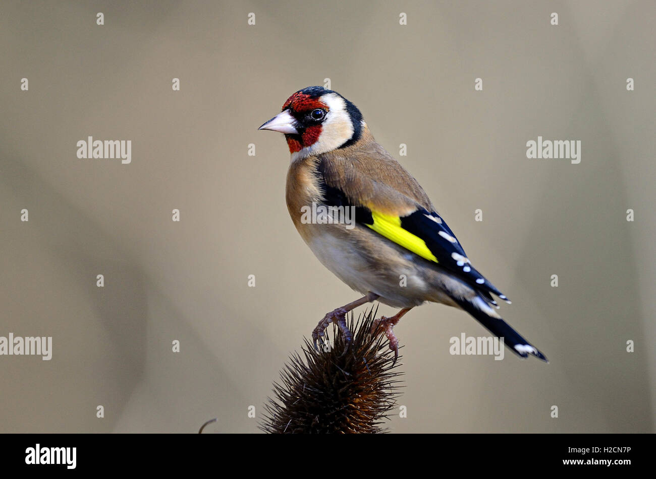 Goldfinch on teasel seed head in winter Stock Photo