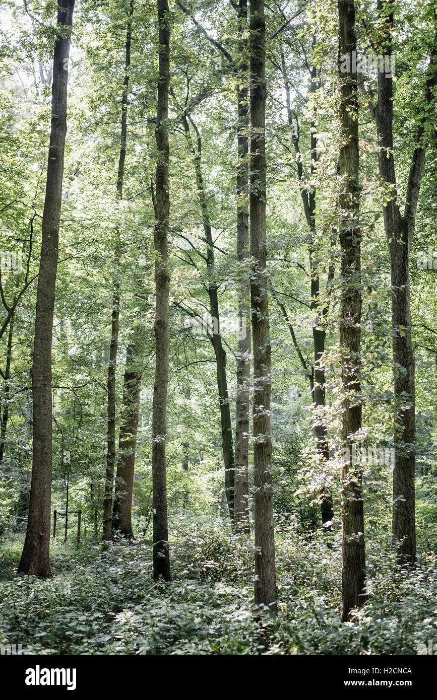 Tall tree tops with green leaves in a forest during summer Stock Photo