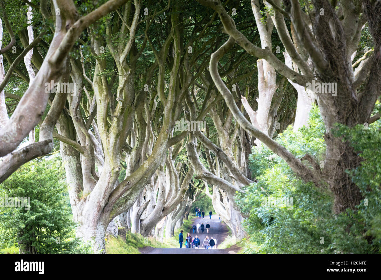 The Dark Hedges near Ballymoney, Antrim in Northern Ireland Stock Photo