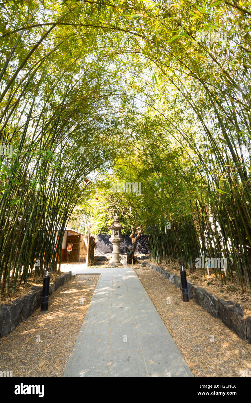 Bamboo tunnel along the road. Stock Photo