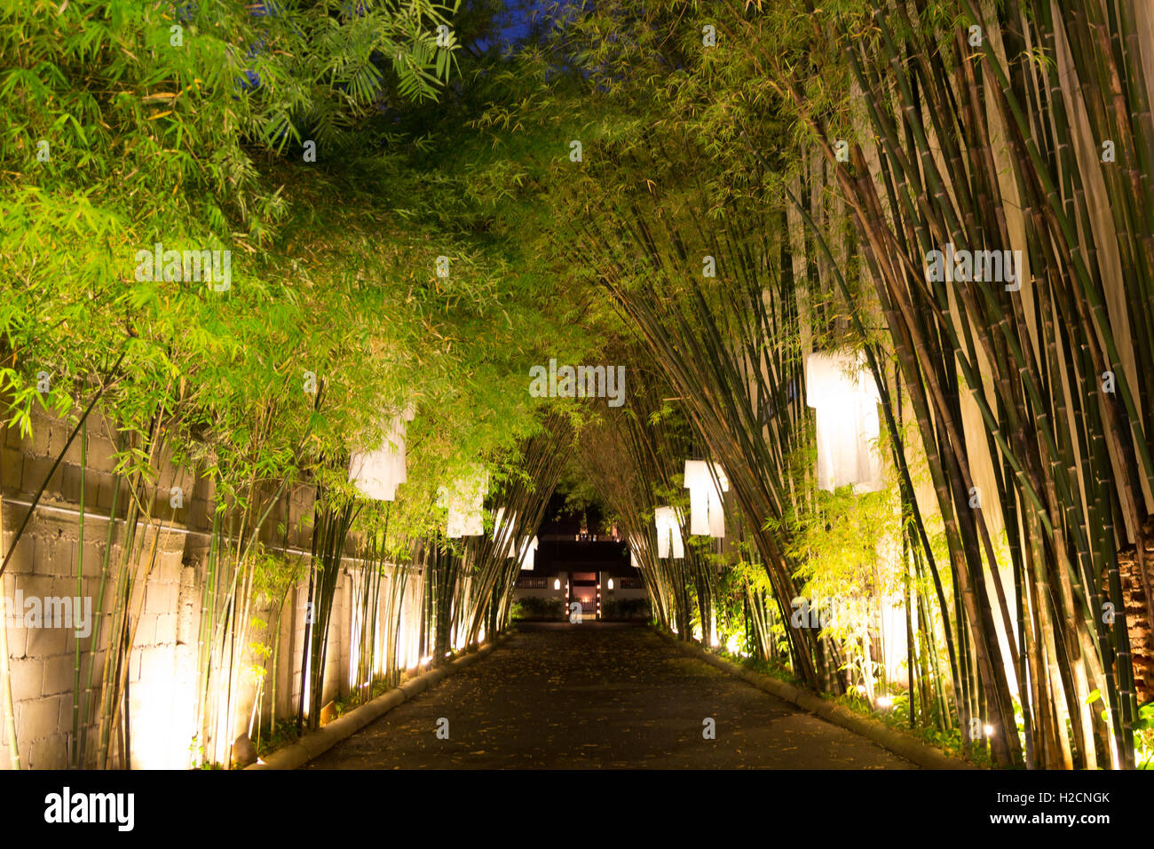 Bamboo tunnel along the road. Stock Photo