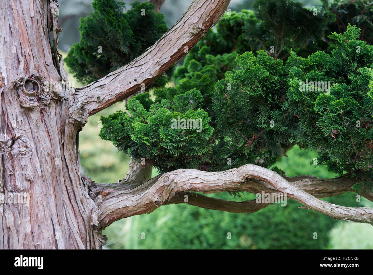 Chamaecyparis obtusa 'Nana Gracilis'. Hinoki cypress 'Nana Gracilis' tree foliage Stock Photo