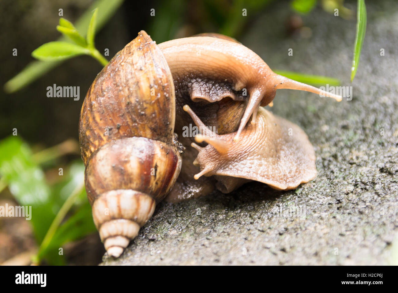 breeding of snail on the ground Stock Photo Alamy