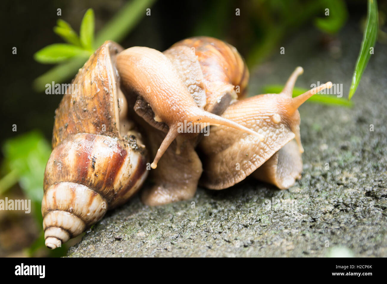 breeding of snail on the ground Stock Photo Alamy