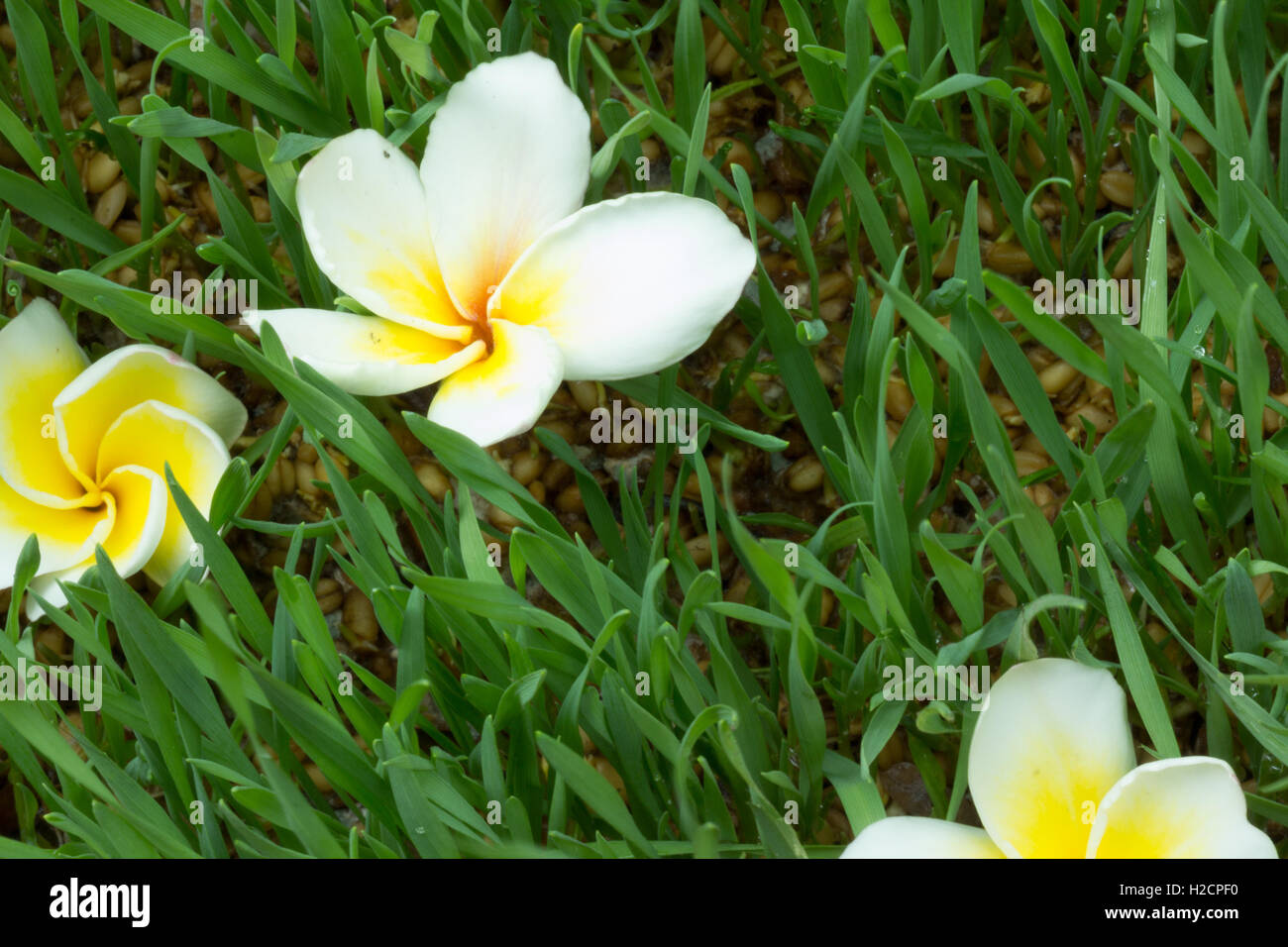 white flower in the grass Stock Photo