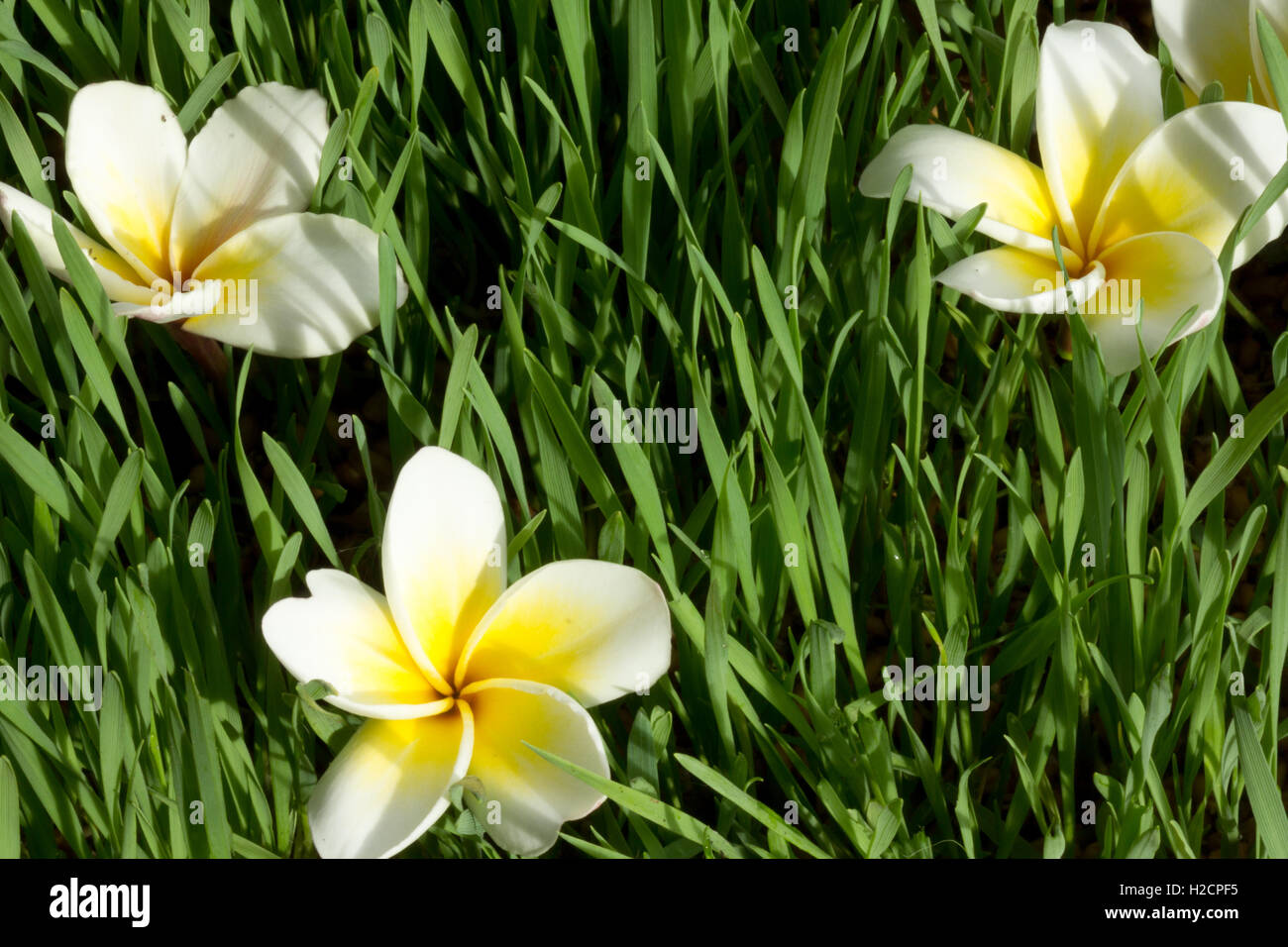 white flower in the grass Stock Photo