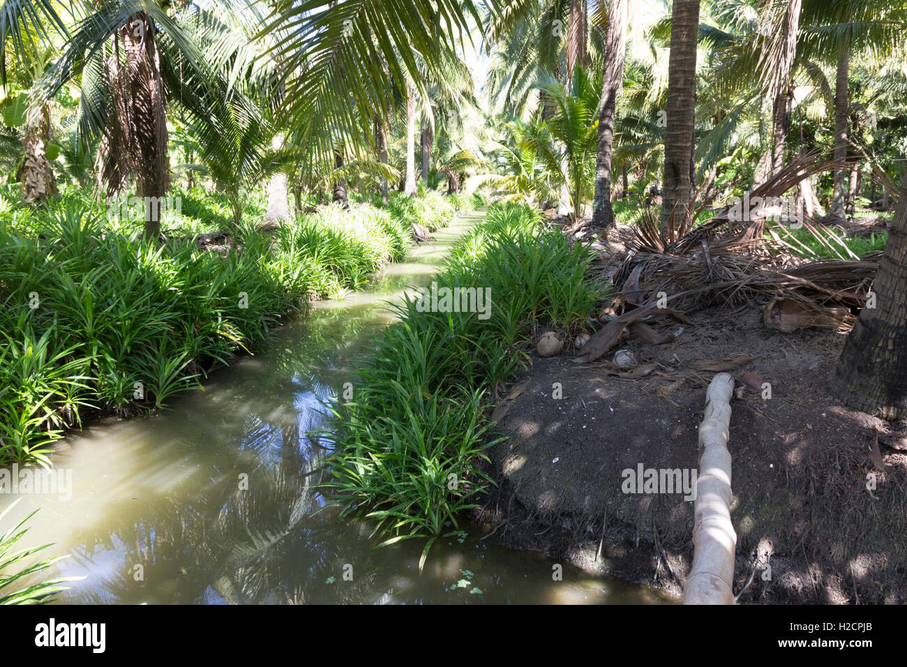 coconut tree grow in the farm Stock Photo Alamy