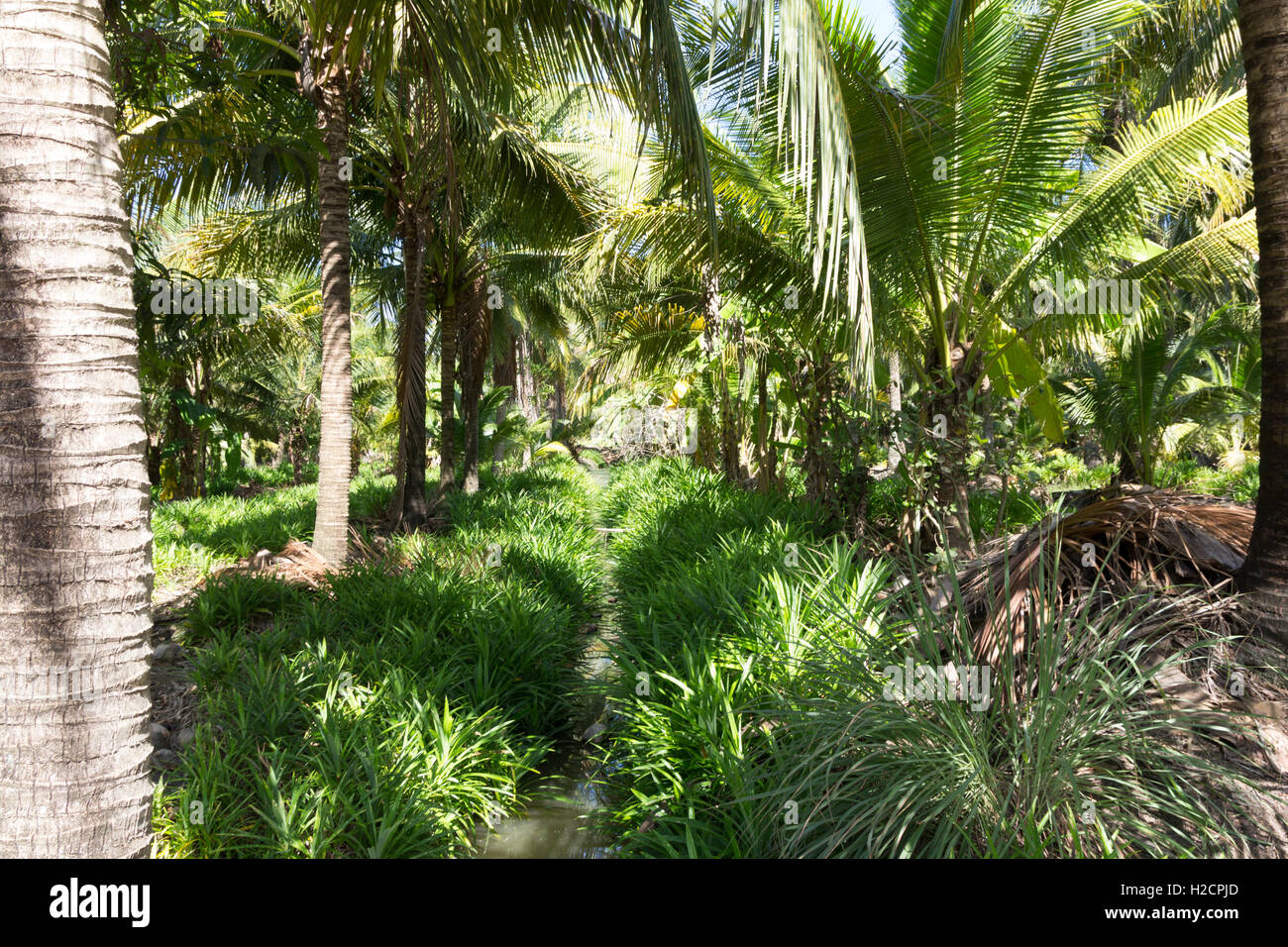 coconut tree grow in the farm Stock Photo Alamy
