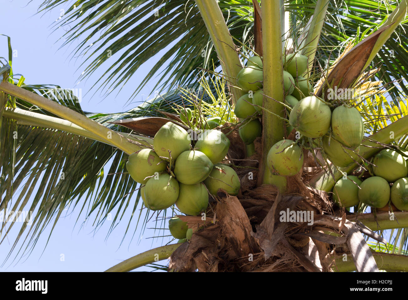 coconut tree grow in the farm Stock Photo Alamy