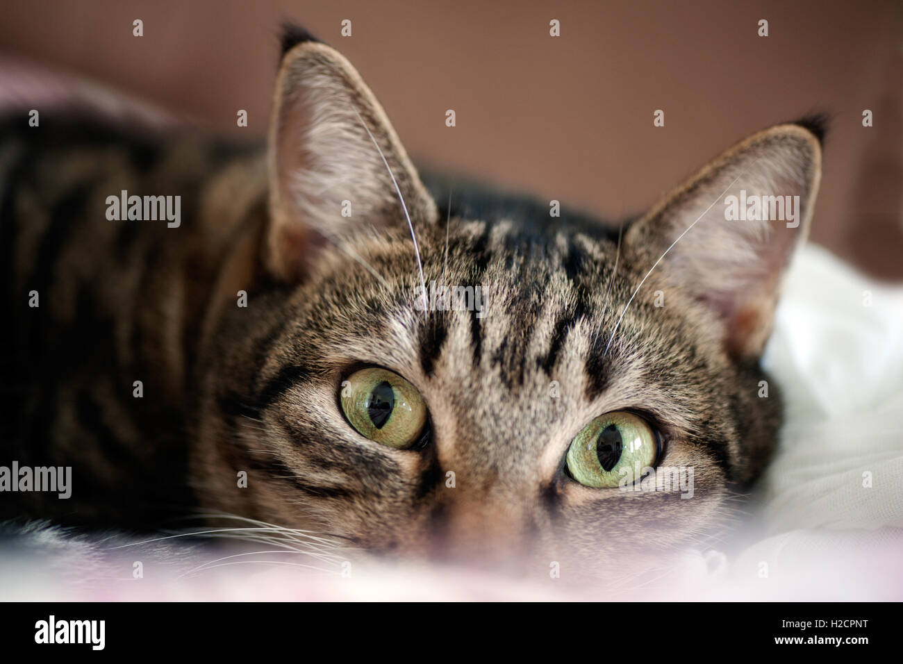 Close up portrait of tabby cat looking at camera Stock Photo
