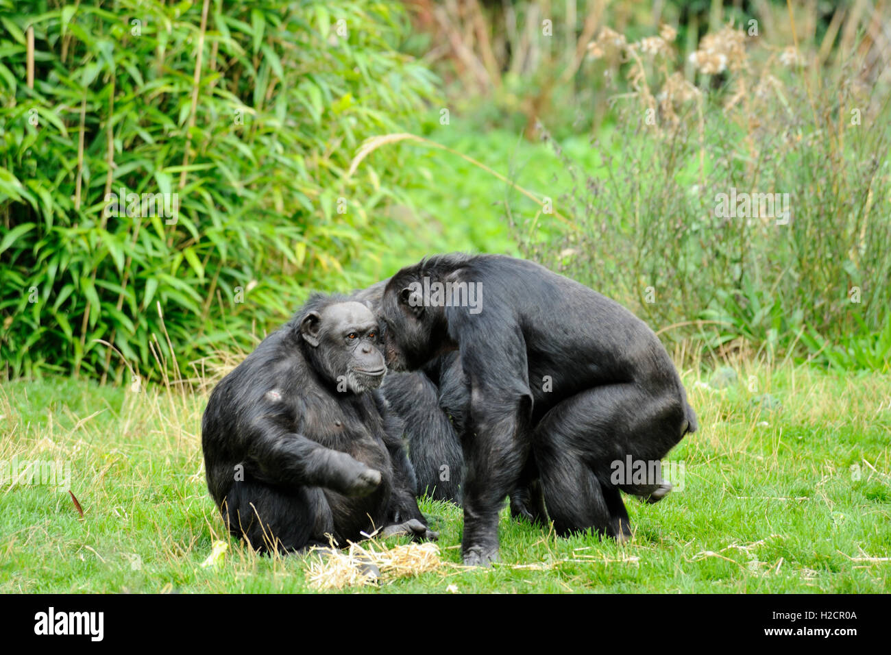 Group of chimpanzees (Pan troglodytes) in the Budongo trail enclosure in Edinburgh Zoo, Scotland, UK Stock Photo