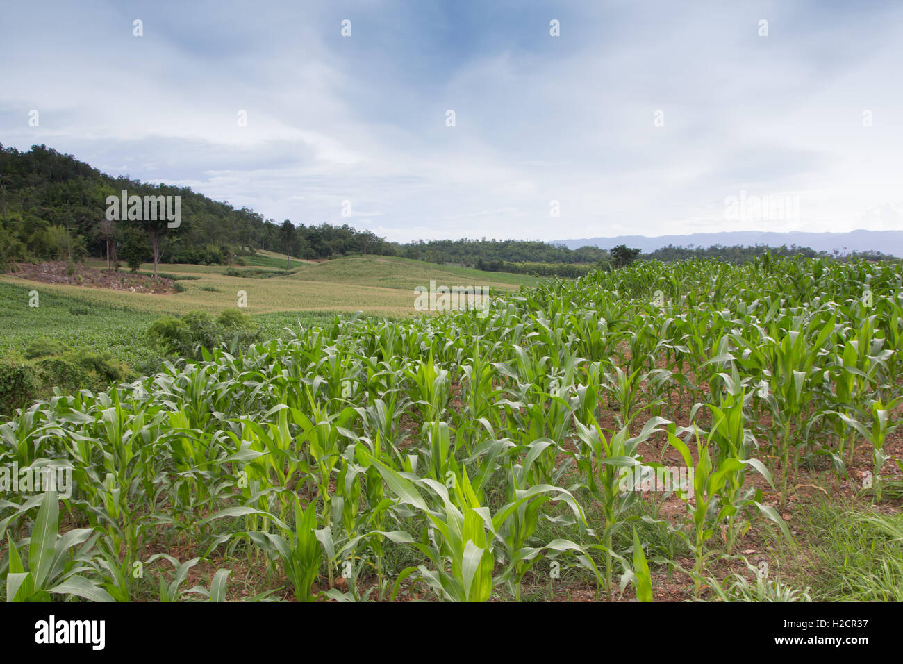 Corn growing in a field Stock Photo Alamy