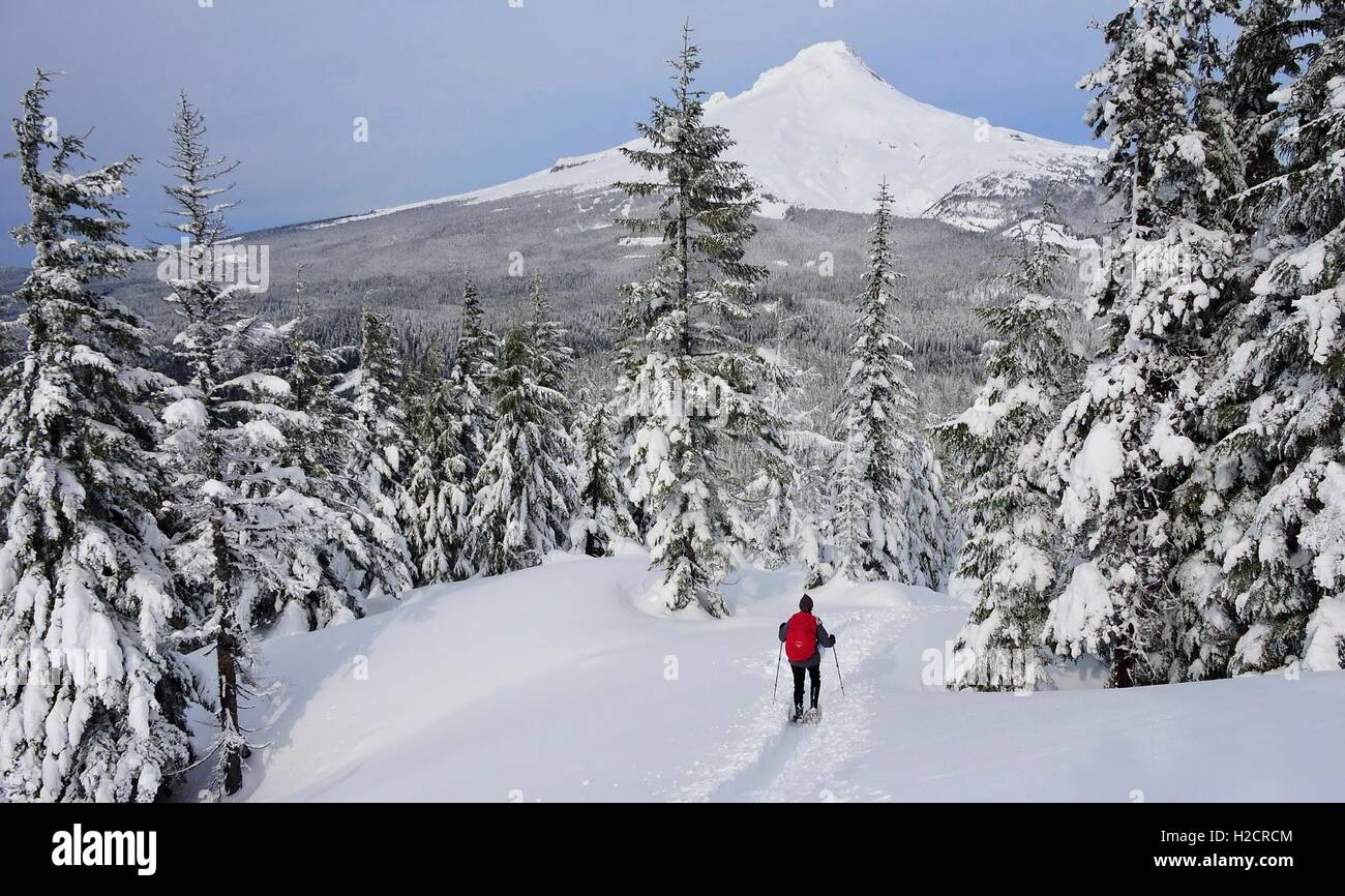 A hiker on snowshoes passes snow covered red cedar trees looking toward