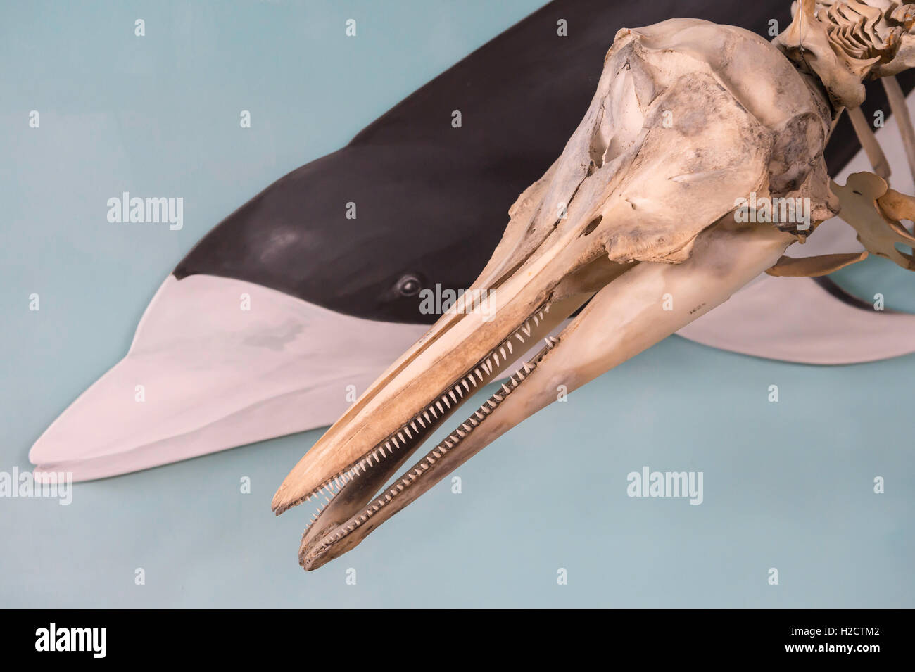 Skull of Southern right whale dolphin, Lissodelphis peronii, Haberton Whale Museum, Ushuaia, Tierra del Fuego, Argentina Stock Photo
