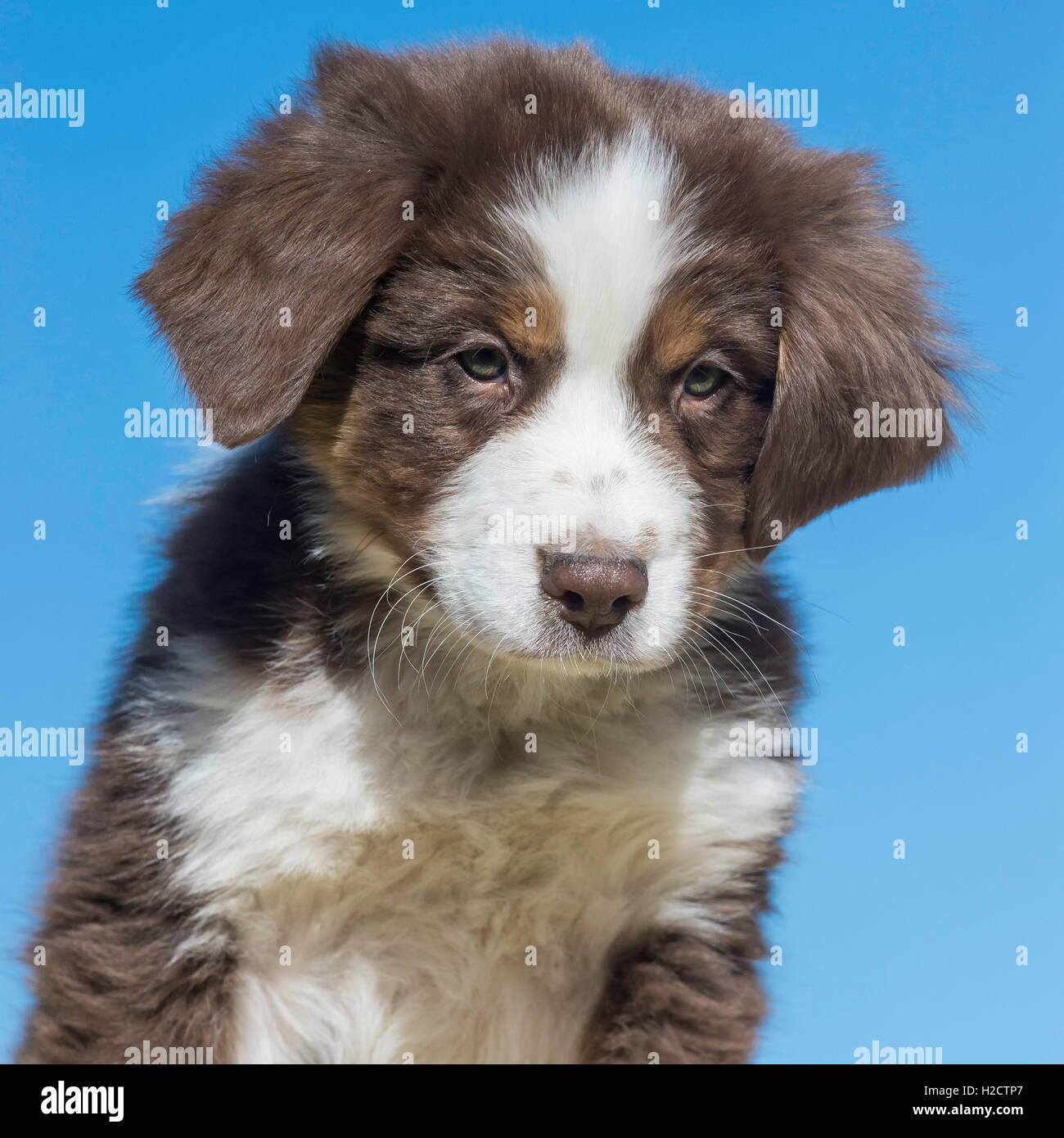 Red tri australian shepherd hi-res stock photography and images - Alamy