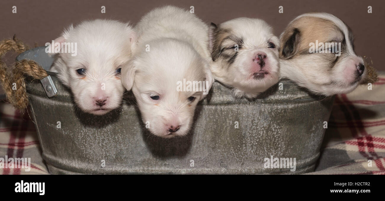 Two Week Old Coton De Tulear Puppies In A Metal Pail Stock Photo Alamy