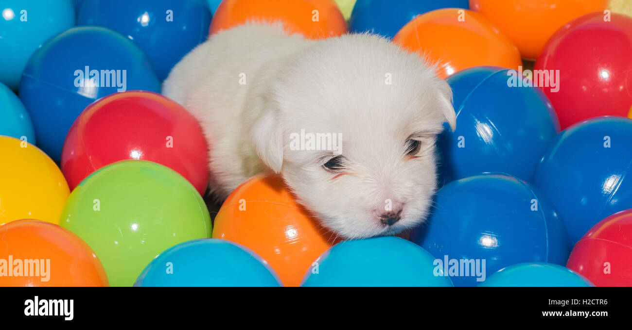 Three-week-old Coton de Tulear puppy in a ball pit for sensory enrichment Stock Photo
