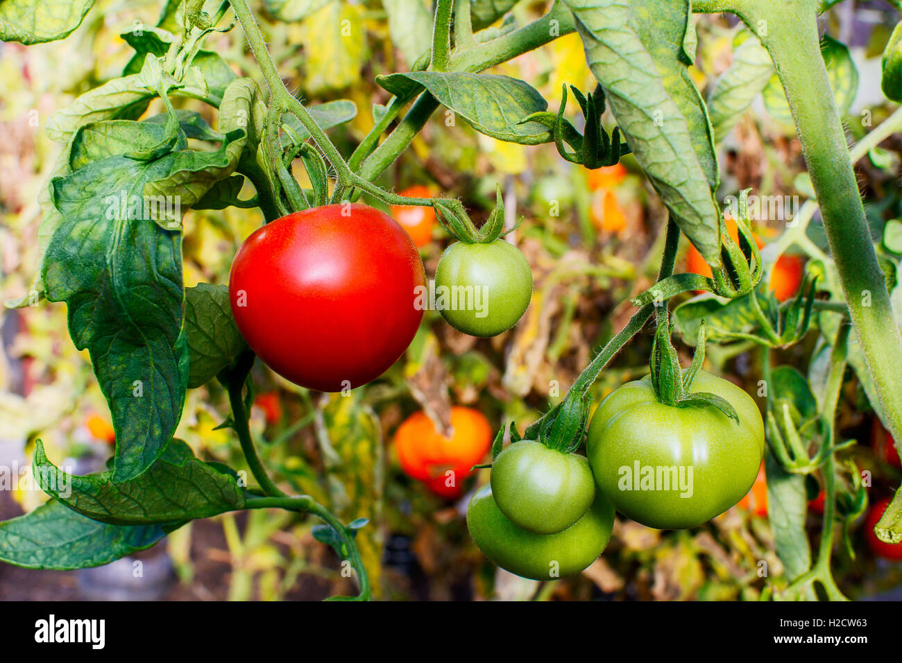 Bush of ripe red tomato growing in open ground. Tomatoes in vegetable