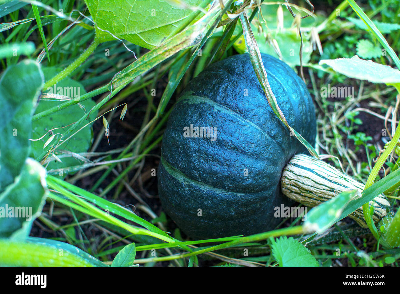 Green pumpkin growing in garden. Cultivated fresh vegetables. Ripe green pumpkin in vegetable garden Stock Photo