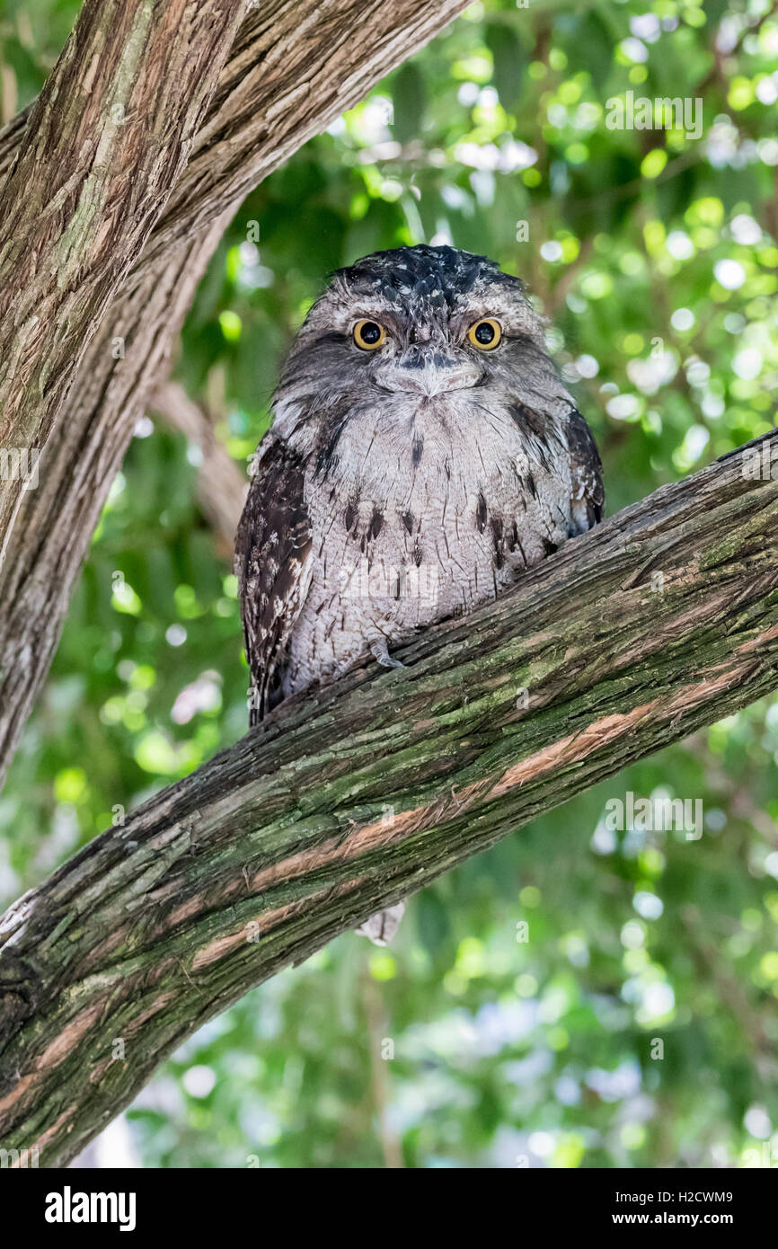 Tawny Frogmouth owl bird in a tree. Stock Photo