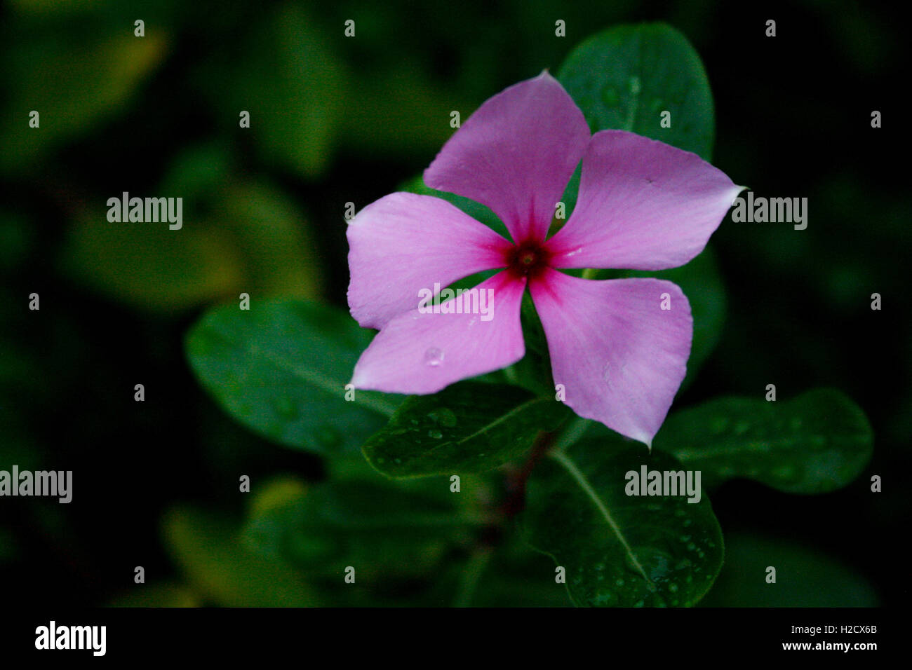 Flowers in Japan Stock Photo Alamy