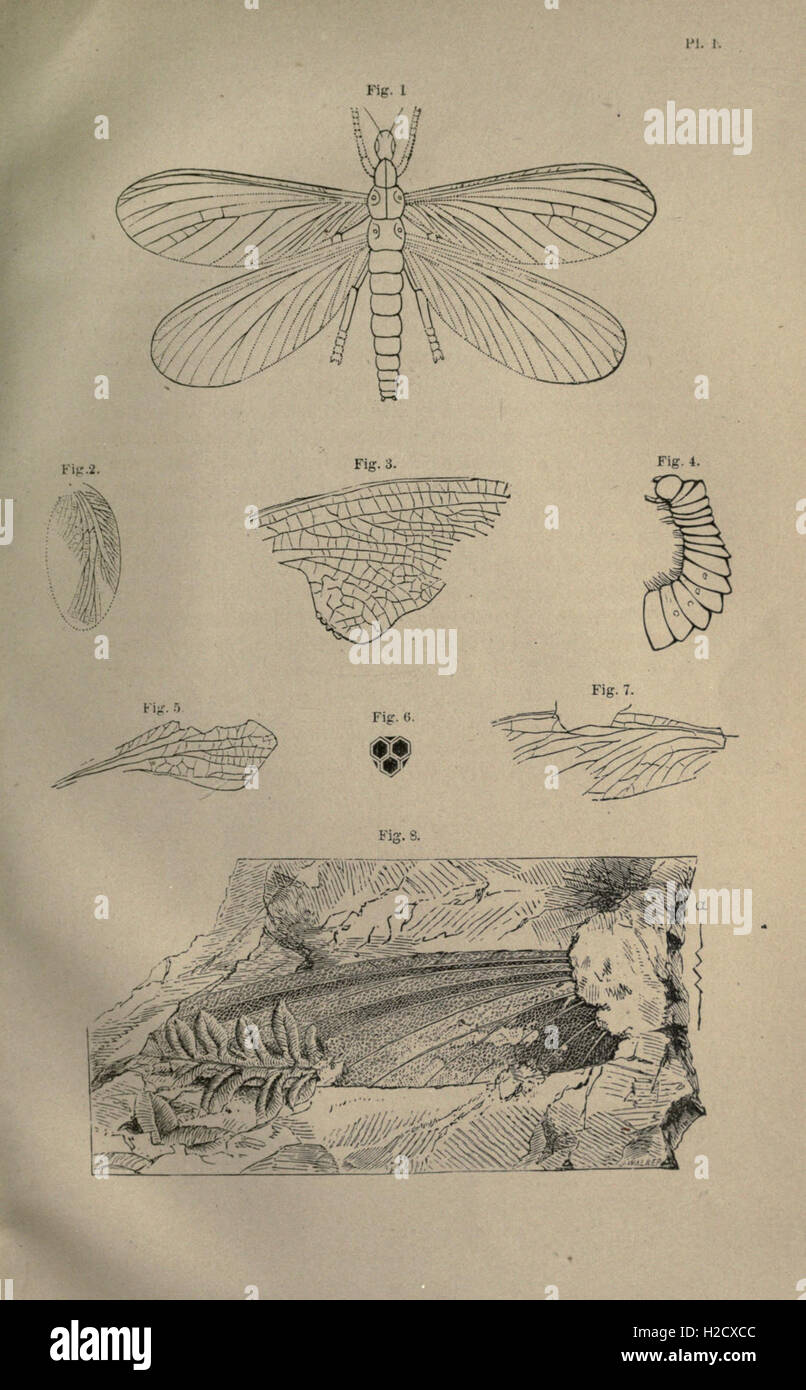 Research A Insect This guide provides an overview of insect studies, with illustrations ...