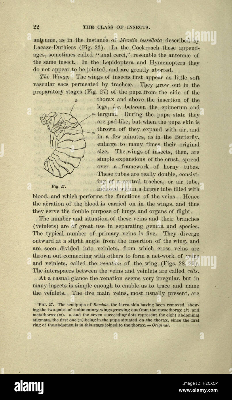 A comprehensive guide for studying insects, focusing on identification ...