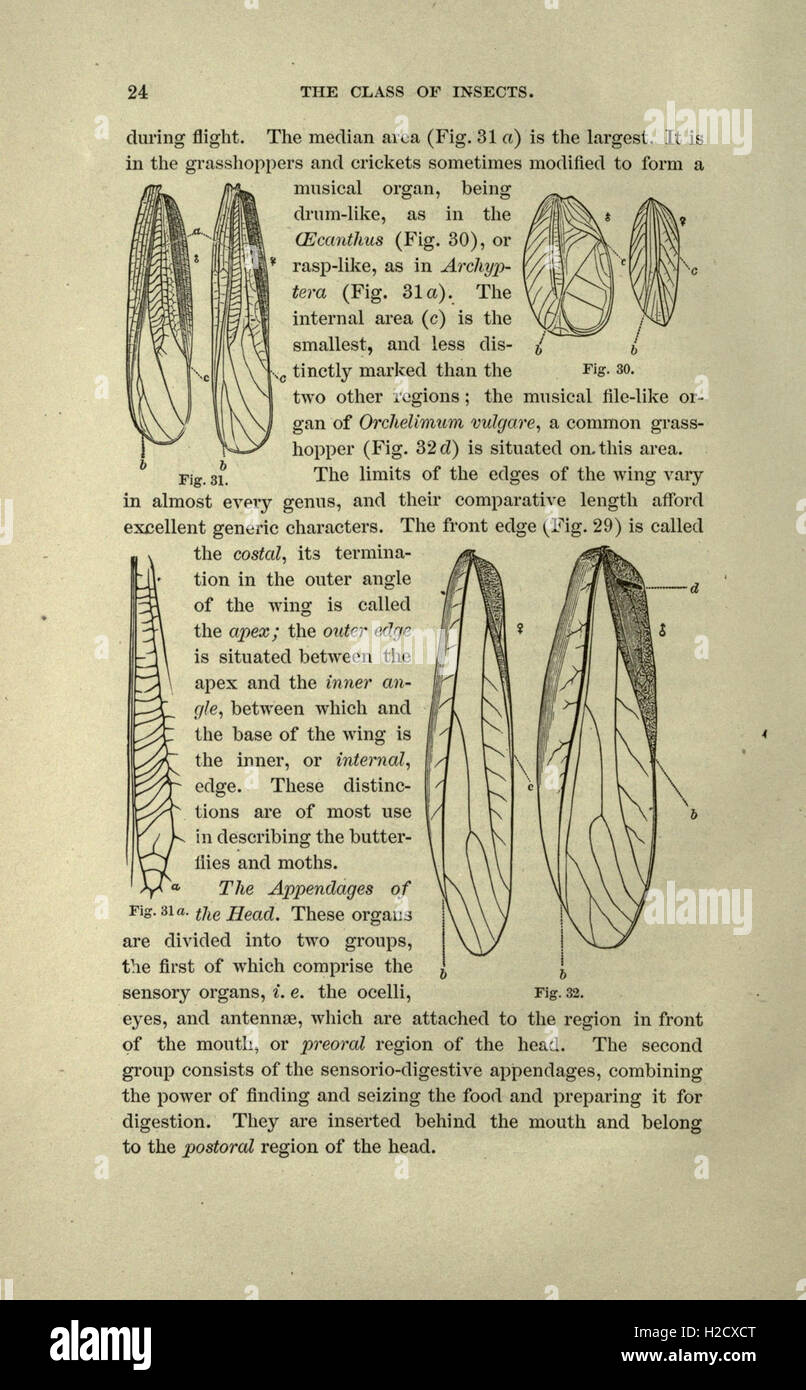 Guide to the study of insects stock photo alamy