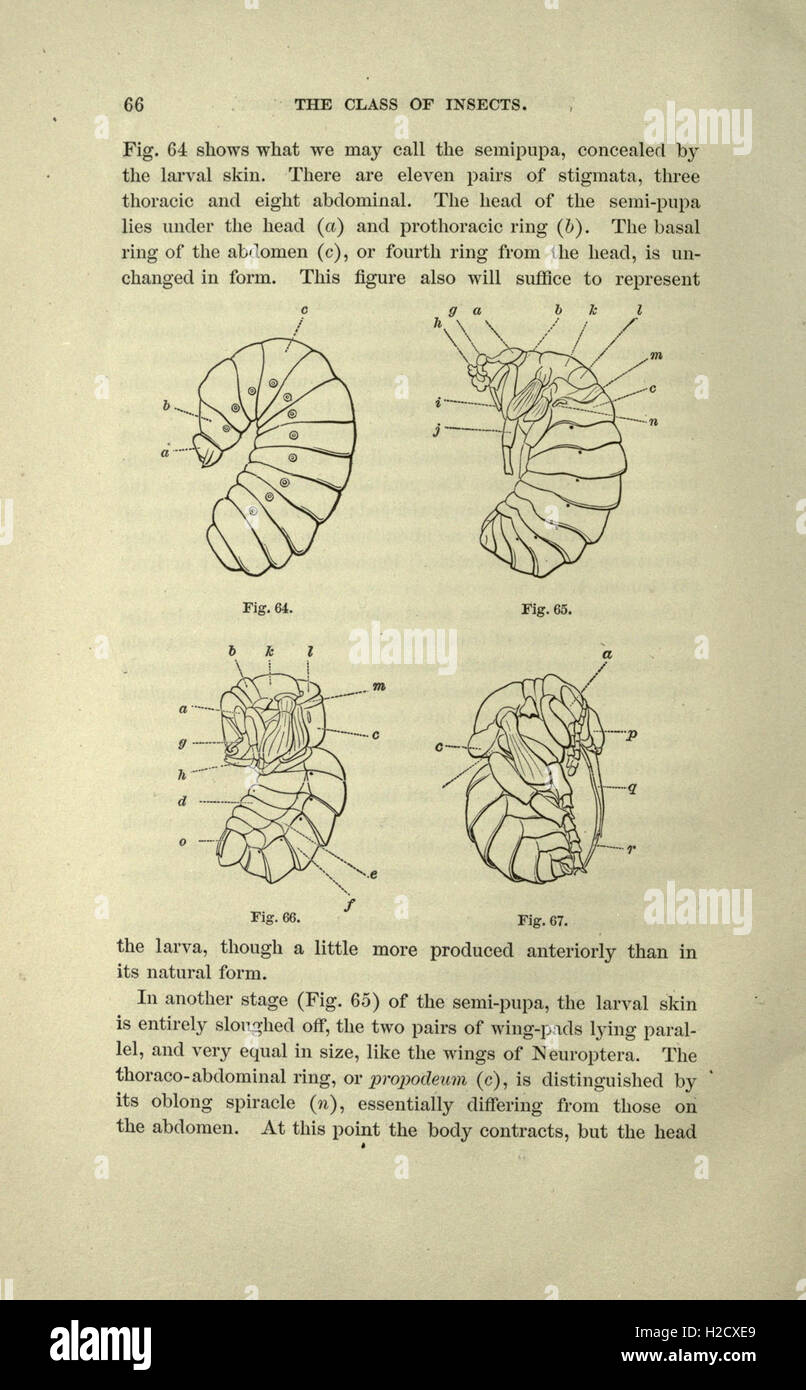 This guide provides a systematic approach to studying insects ...