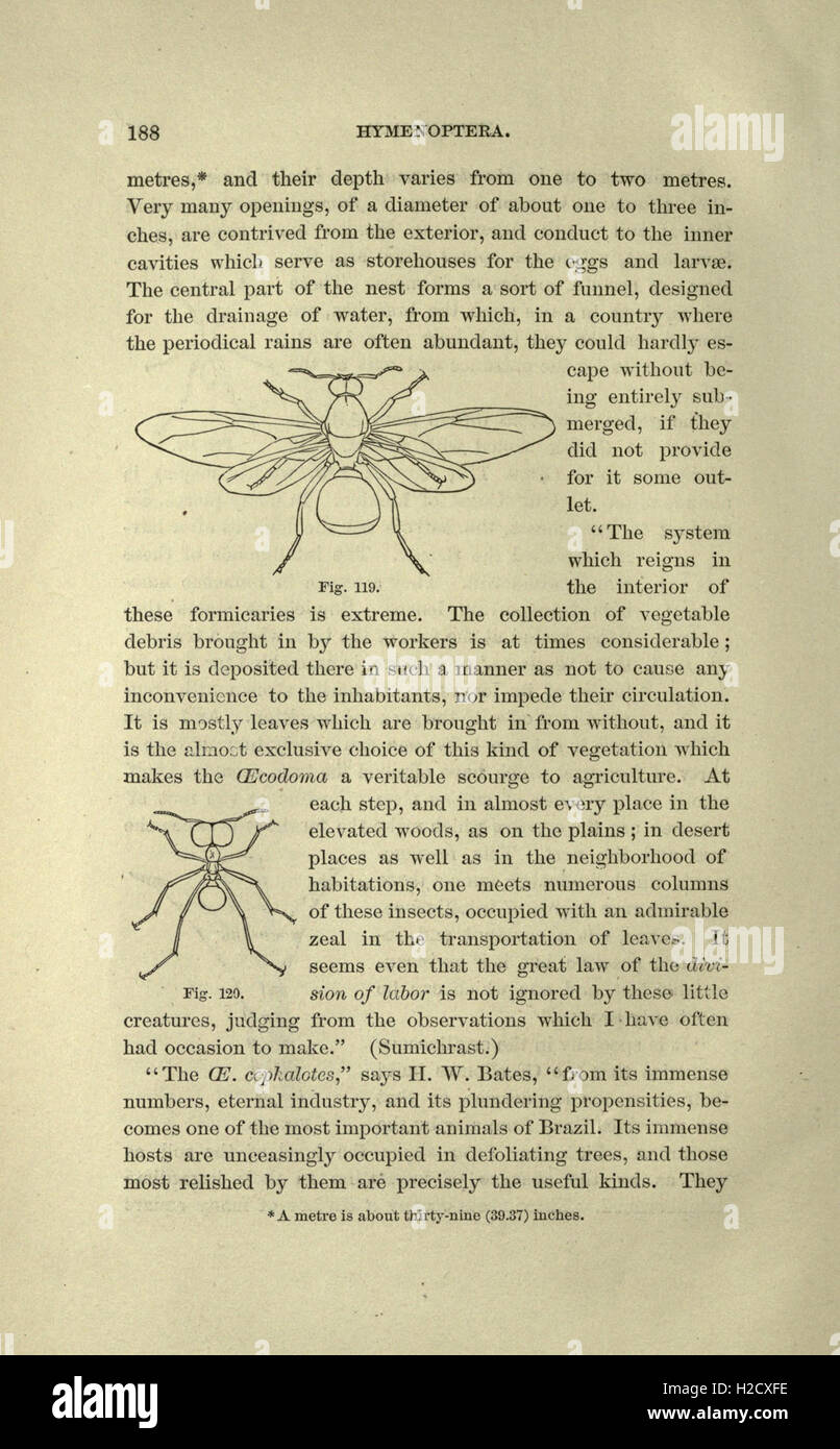 Guide to the study of insects stock photo alamy