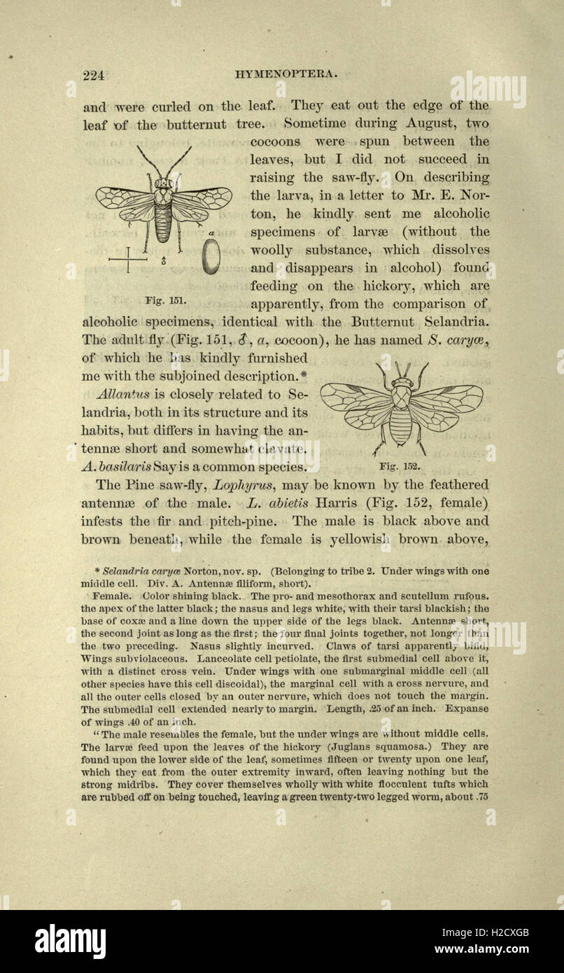 Guide to the study of insects Stock Photo Alamy