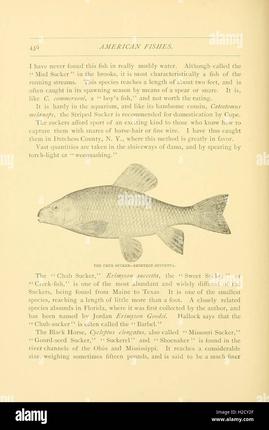 American fishes (Page 436, Figure- Chub Sucker) Stock Photo
