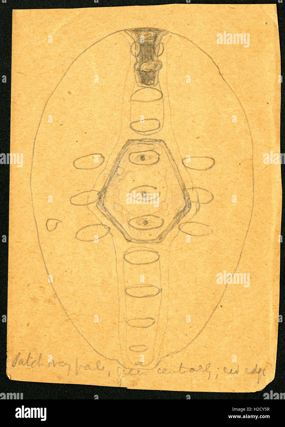 Curated visual reference: Gallery Detail: The H G Dyar Bluebook Is A Record Of Entomological