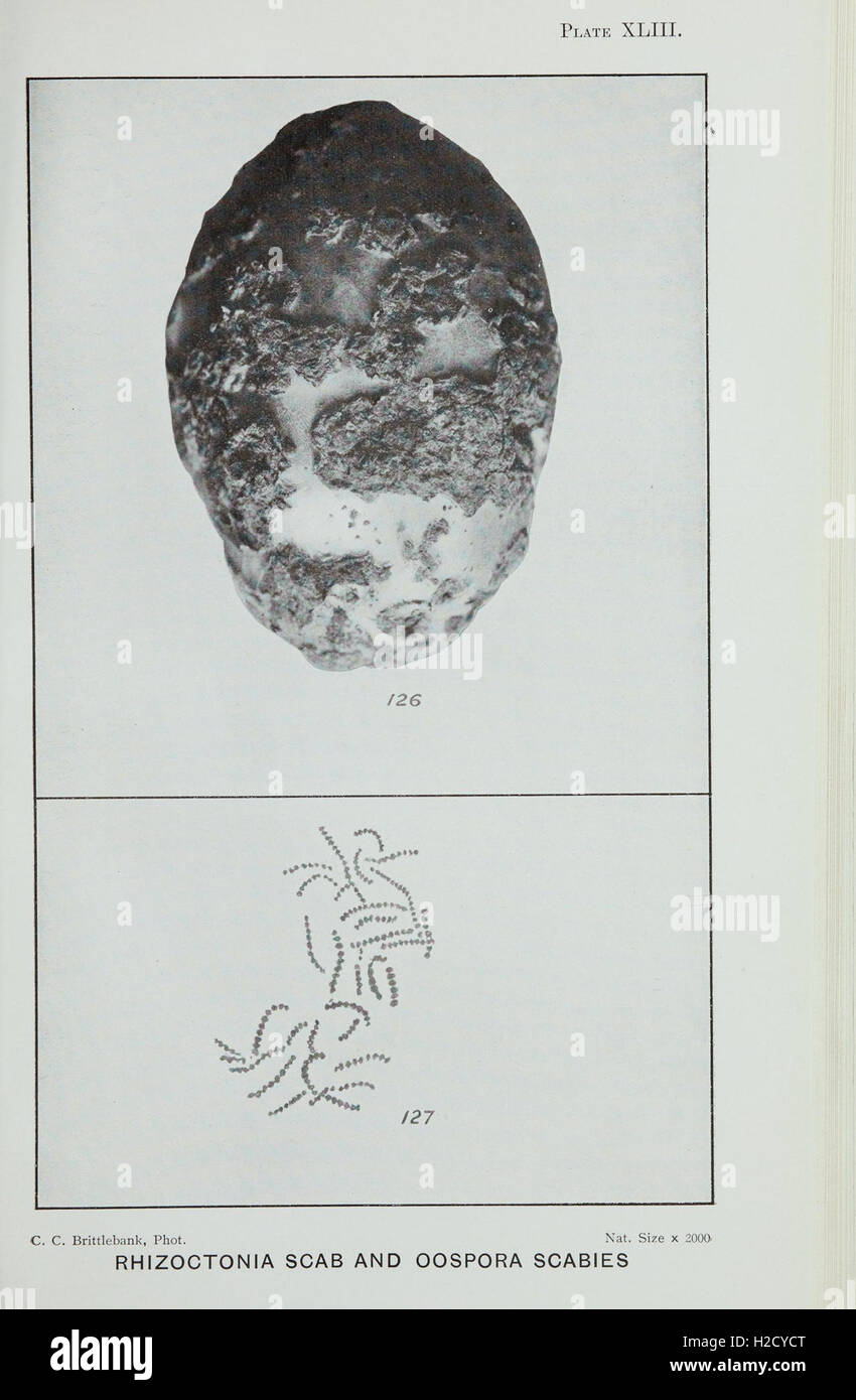 A comprehensive guide on the identification and treatment of fungus ...