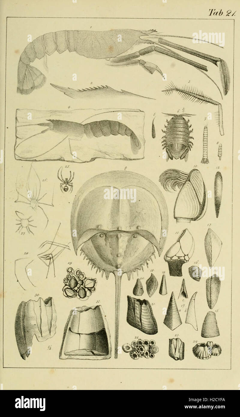 Fossil Depth This manual on fossil studies, 'Handbuch der Petrefaktenkunde ...