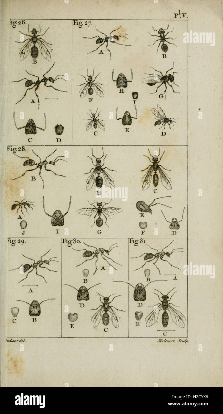 This work provides a natural history of ants, detailing their species ...