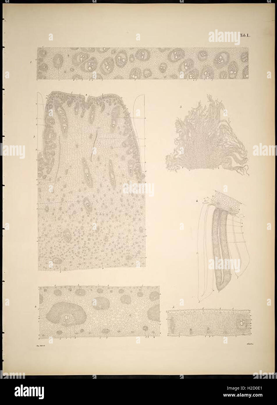 Historia naturalis palmarum (Tab. L Stock Photo