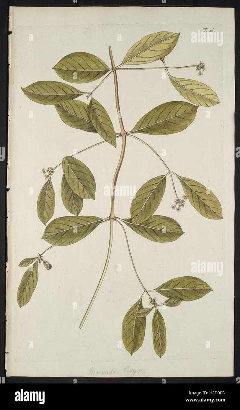 Hortus botanicus vindobonensis, seu, Plantarum rariorum, quae in Horto ...