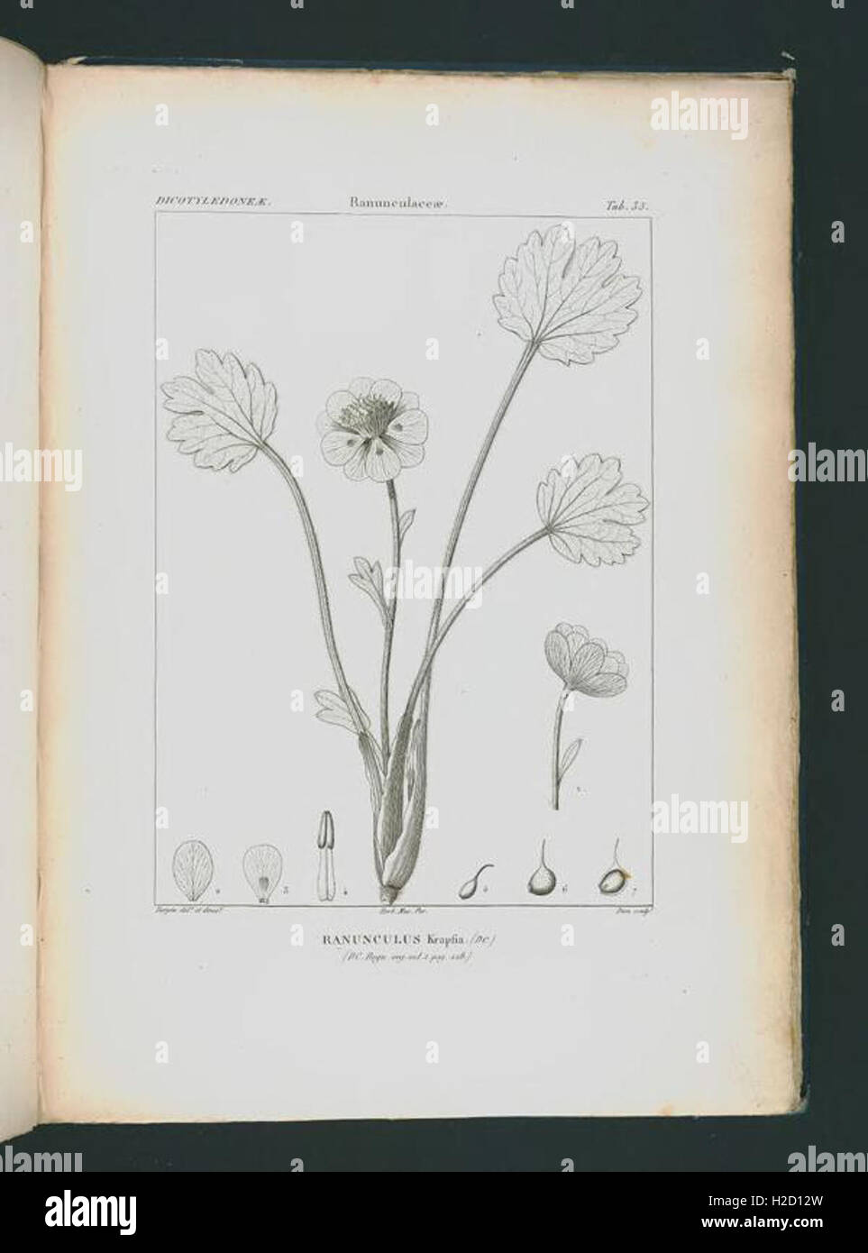 Icones selectae plantarum quas in systemate universali (Tab. 35 Stock Photo