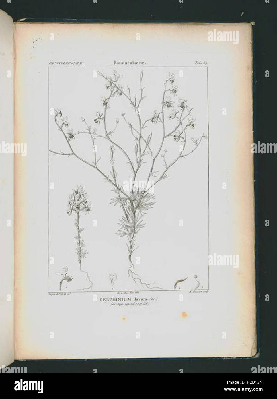 Icones selectae plantarum quas in systemate universali (Tab. 54 Stock Photo