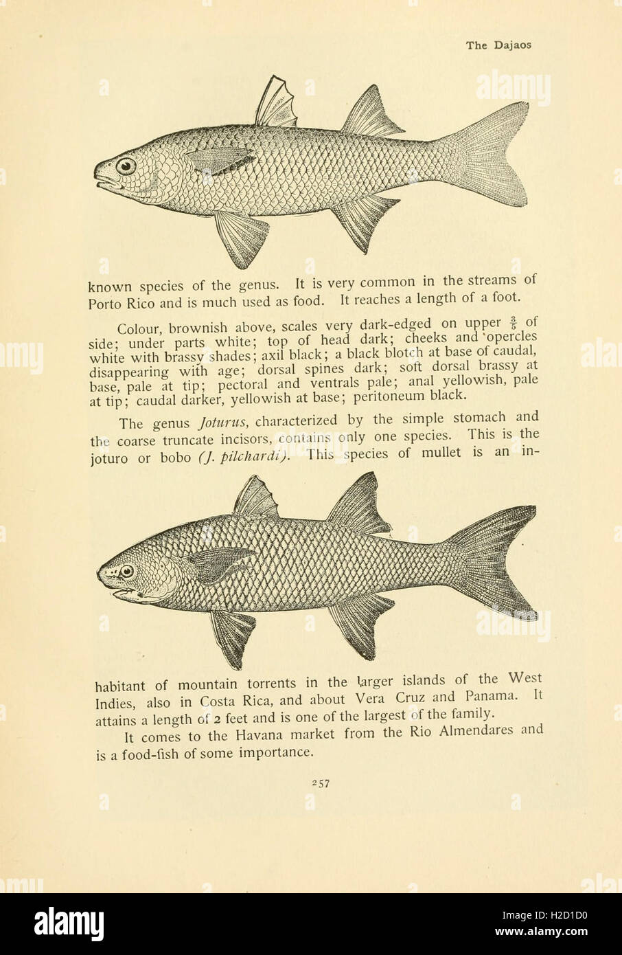 Native Food Fish This work explores the various species of food and game fish native to ...