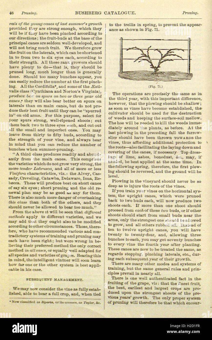 Various types of grapevine wreaths for christmas pinterest