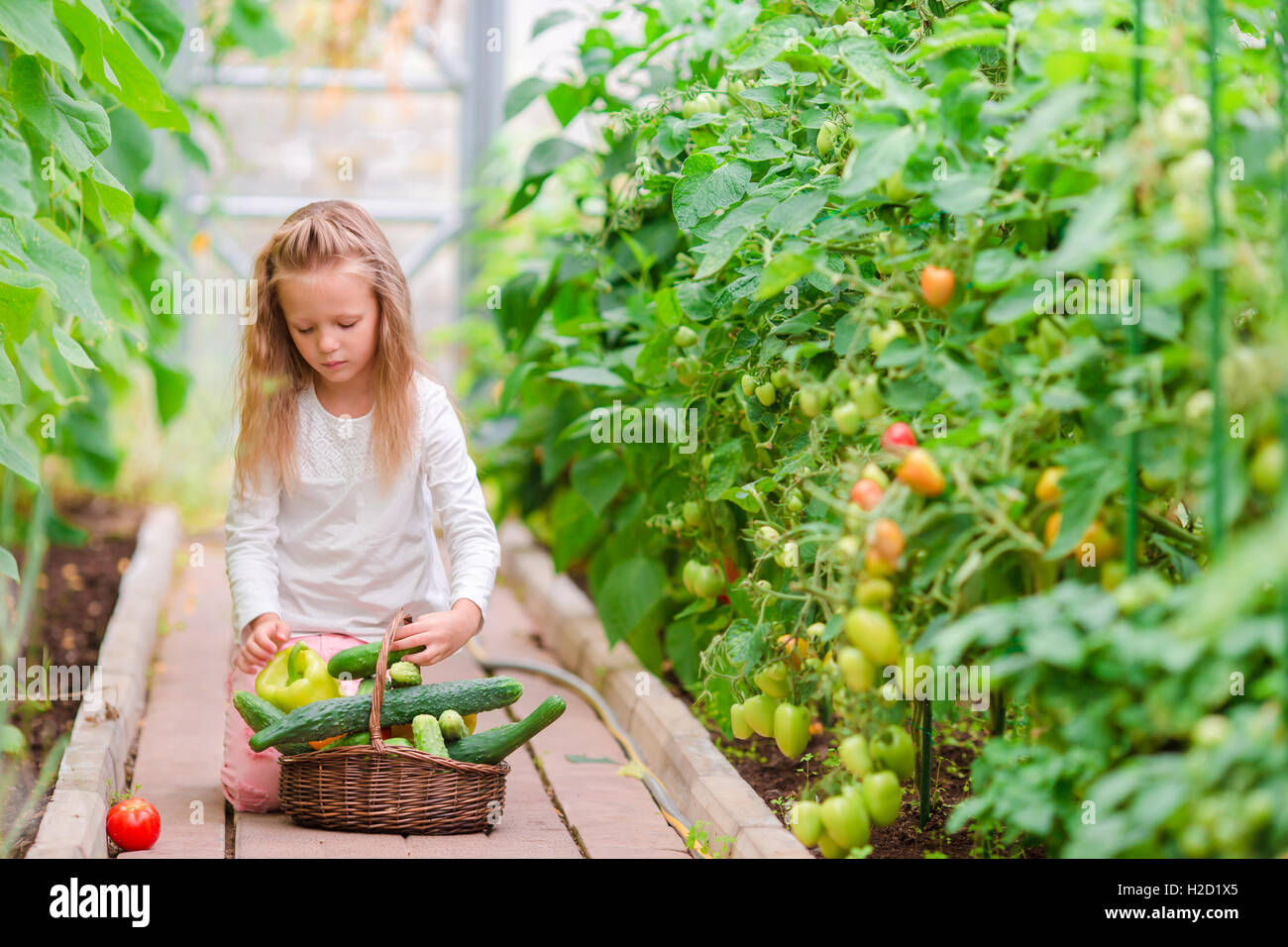 Little girl in greenhouse with basket full of harvest. Time to harvest ...